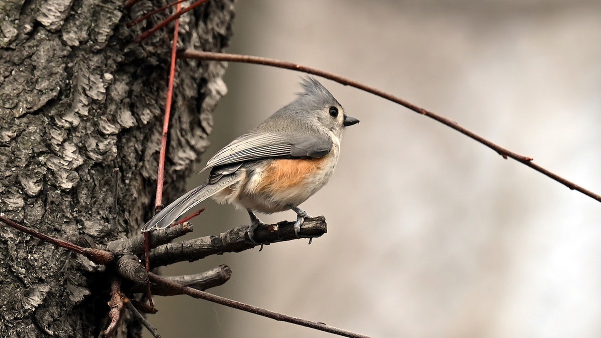 Tufted Titmouse - ML646701893