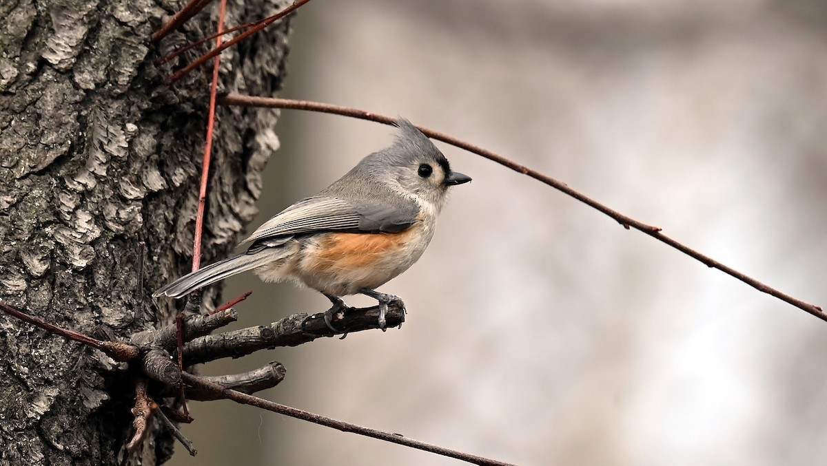 Tufted Titmouse - ML646701894