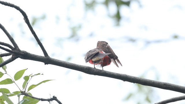 Vermilion Flycatcher - ML646701895