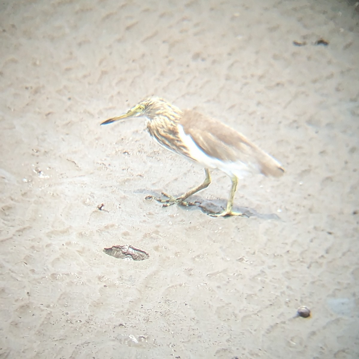 Чапля яванська - ML646701896