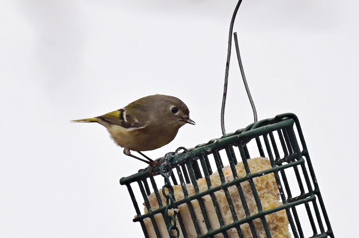 Erregetxo mottogorria - ML646701902