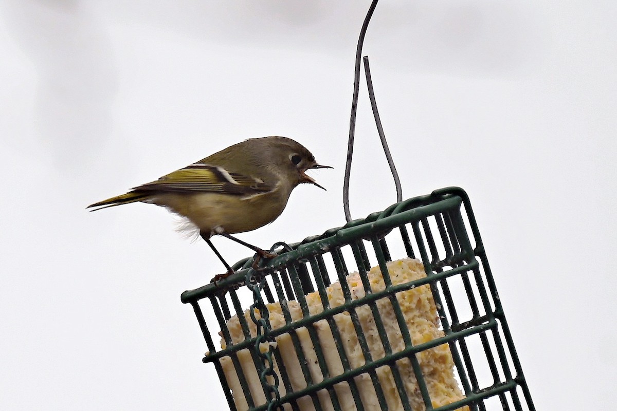 Erregetxo mottogorria - ML646701903