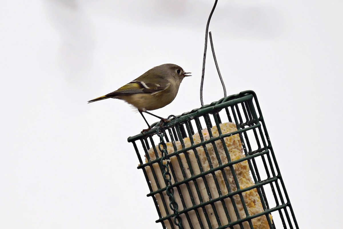 Erregetxo mottogorria - ML646701904