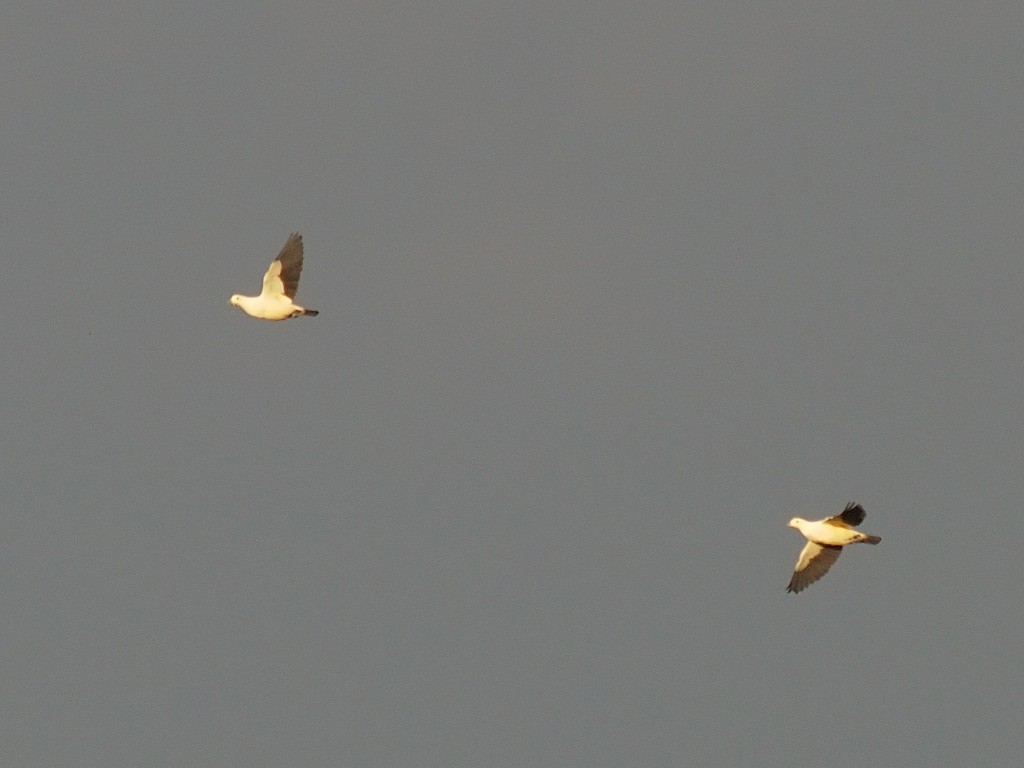 Pied Imperial-Pigeon - ML646701905