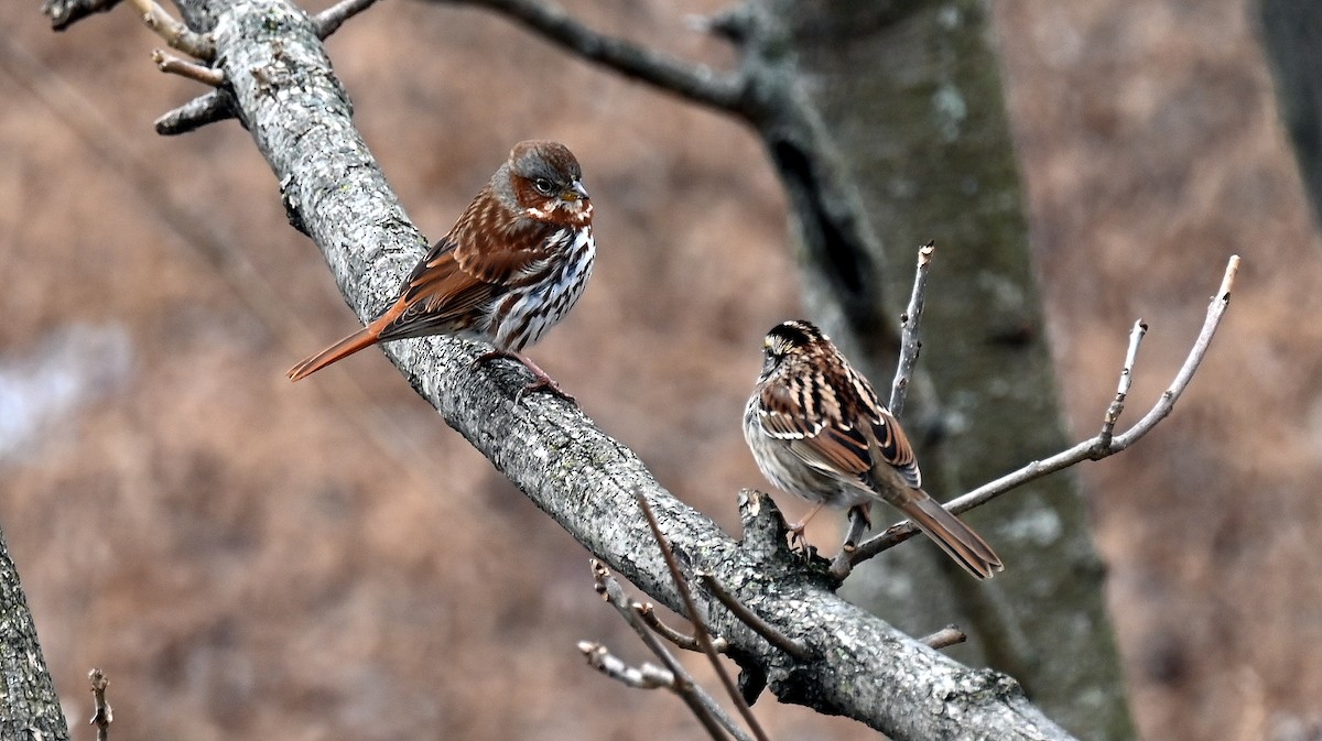 Fox Sparrow - ML646701914