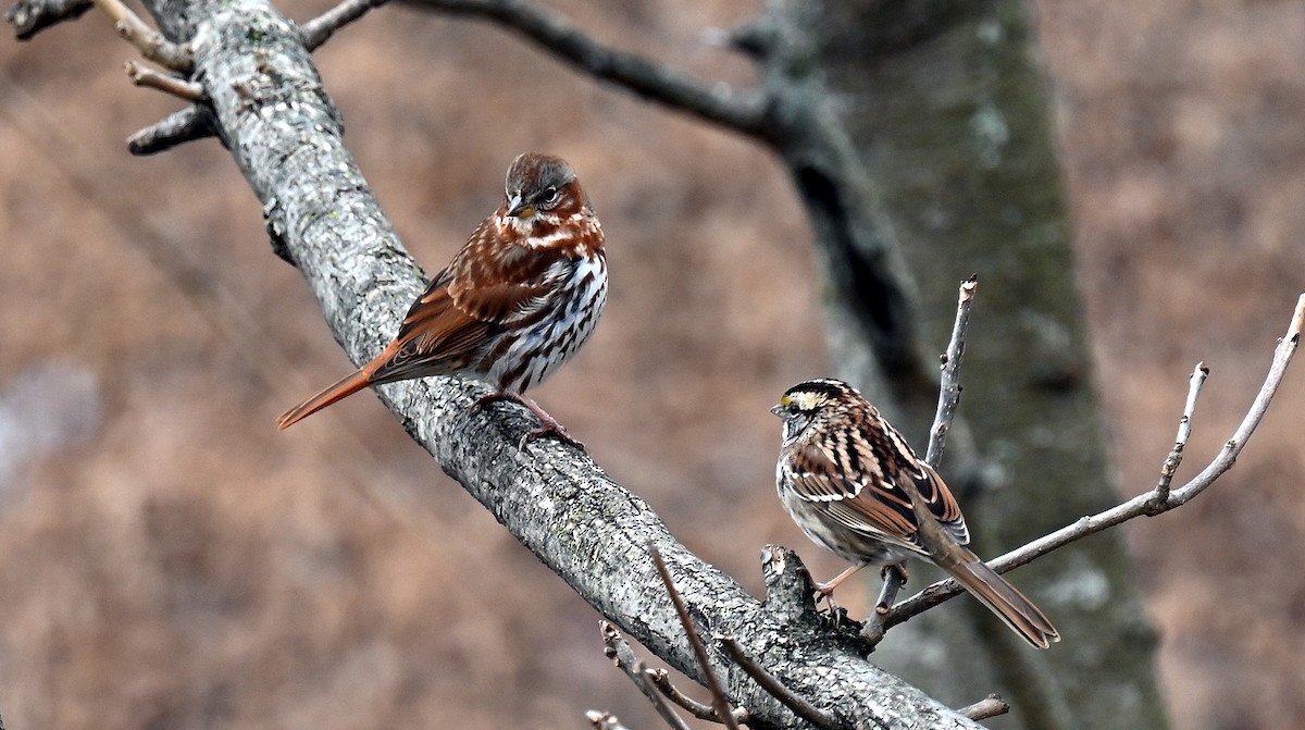 Fox Sparrow - ML646701915