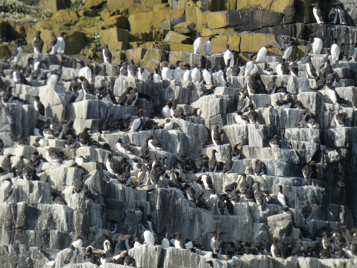 Arao Común - ML646701923