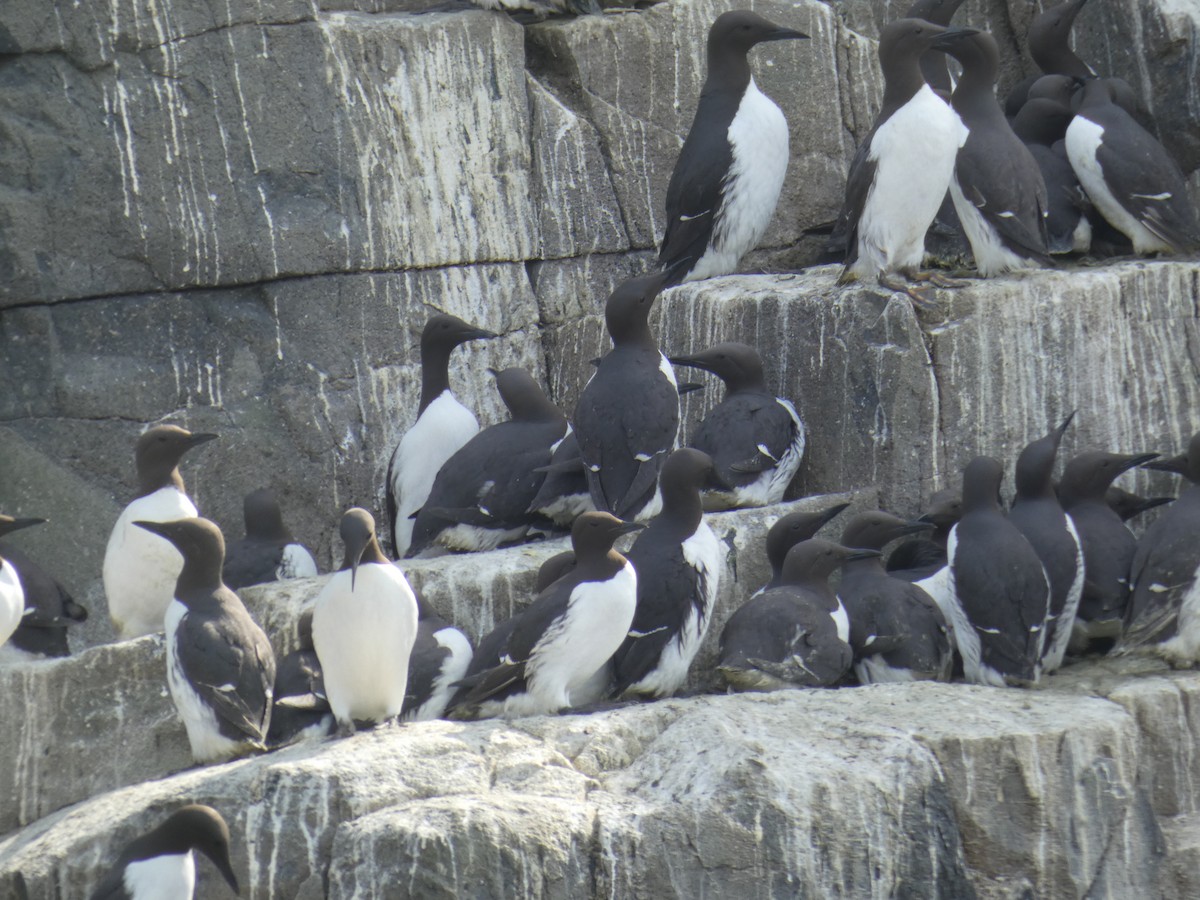 Arao Común - ML646701924