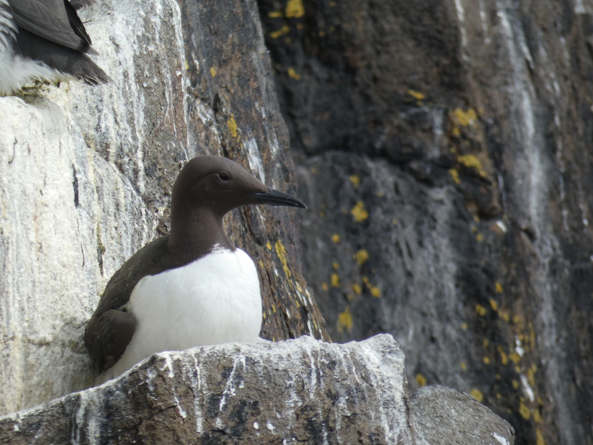 Arao Común - ML646701925