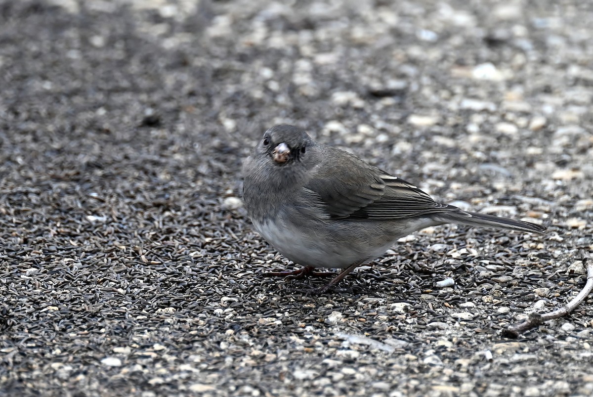Dark-eyed Junco - ML646701927