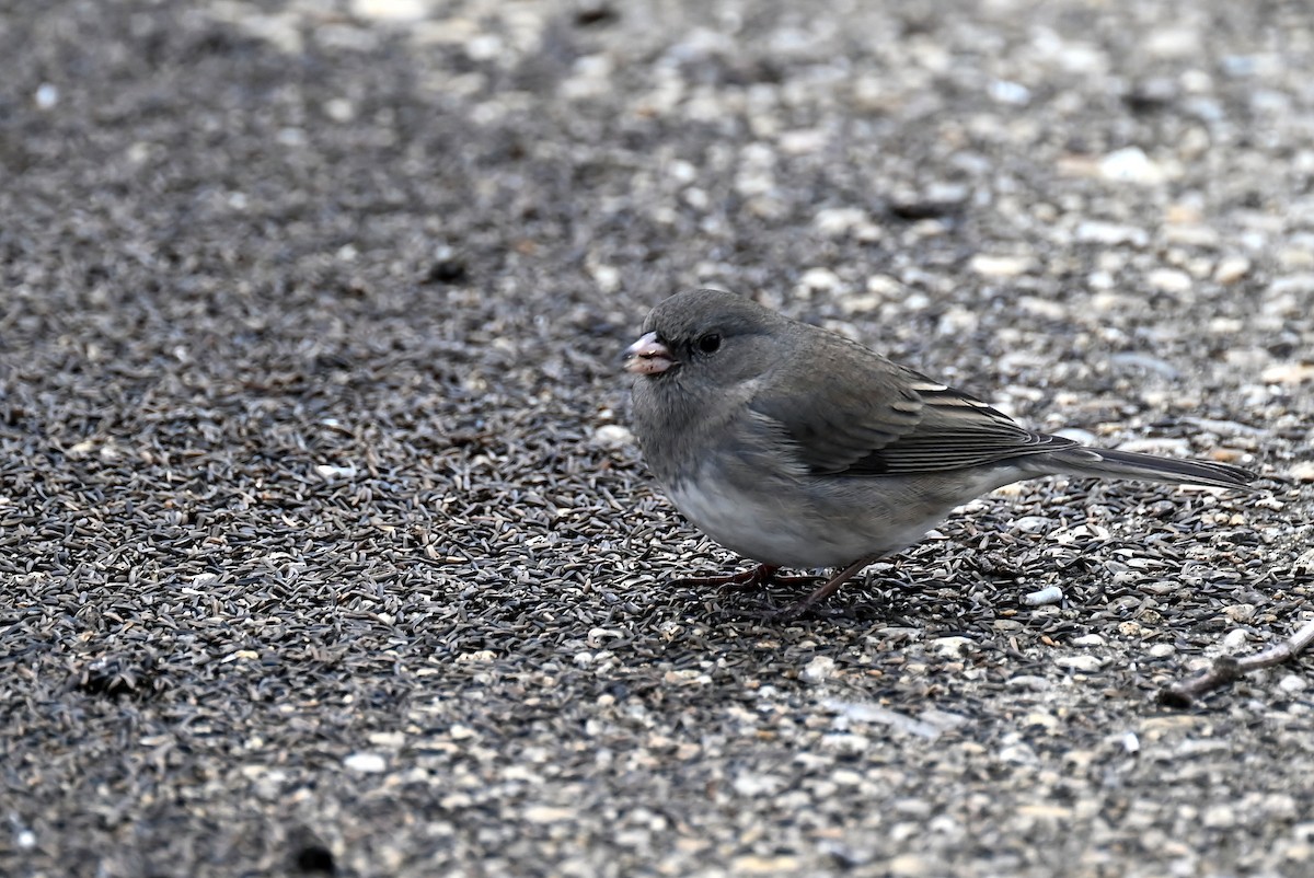 Dark-eyed Junco - ML646701928