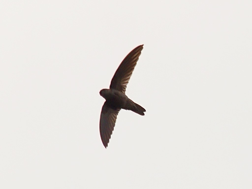 Glossy Swiftlet - ML646701929