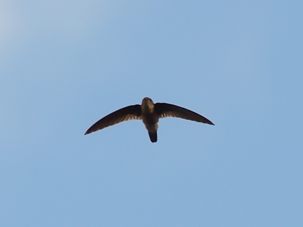 Glossy Swiftlet - ML646701930