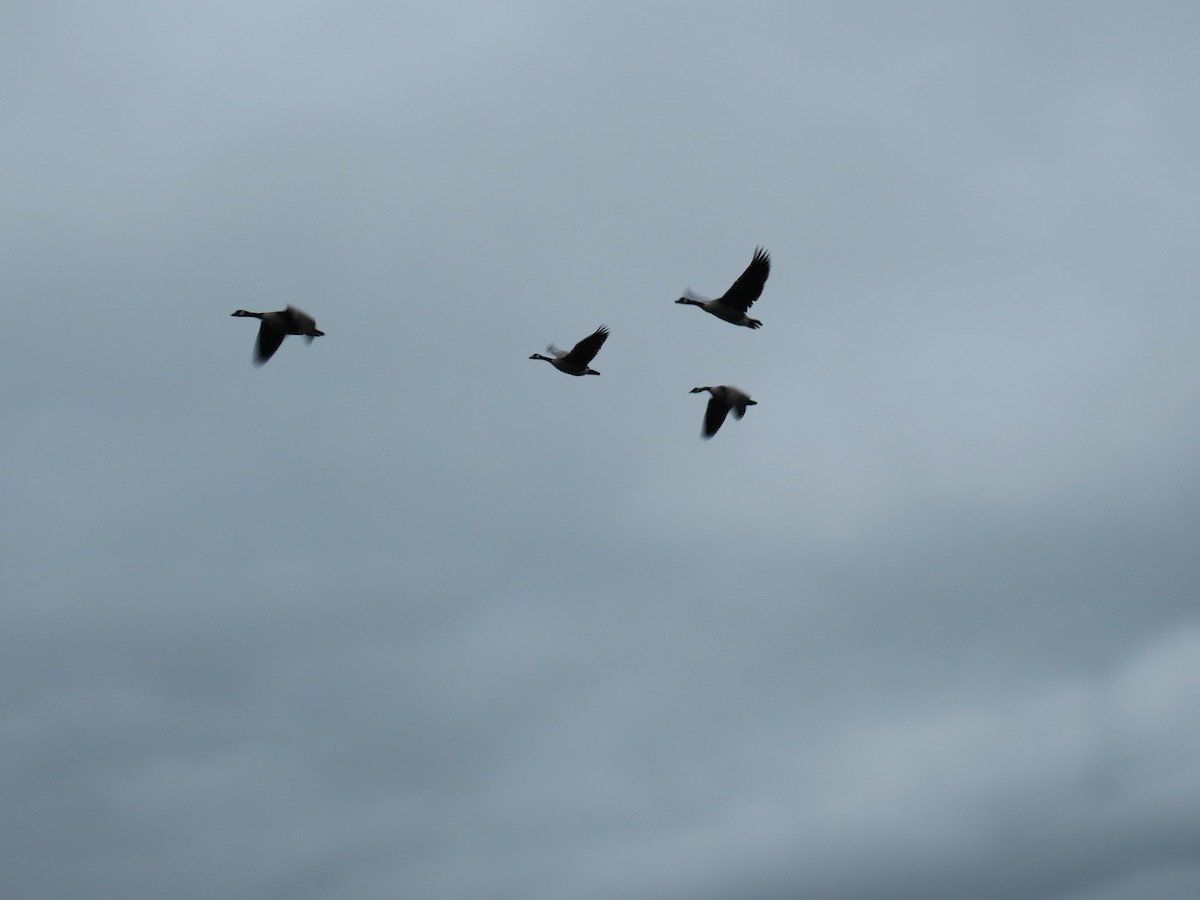 Oca canadese maggiore - ML646701931