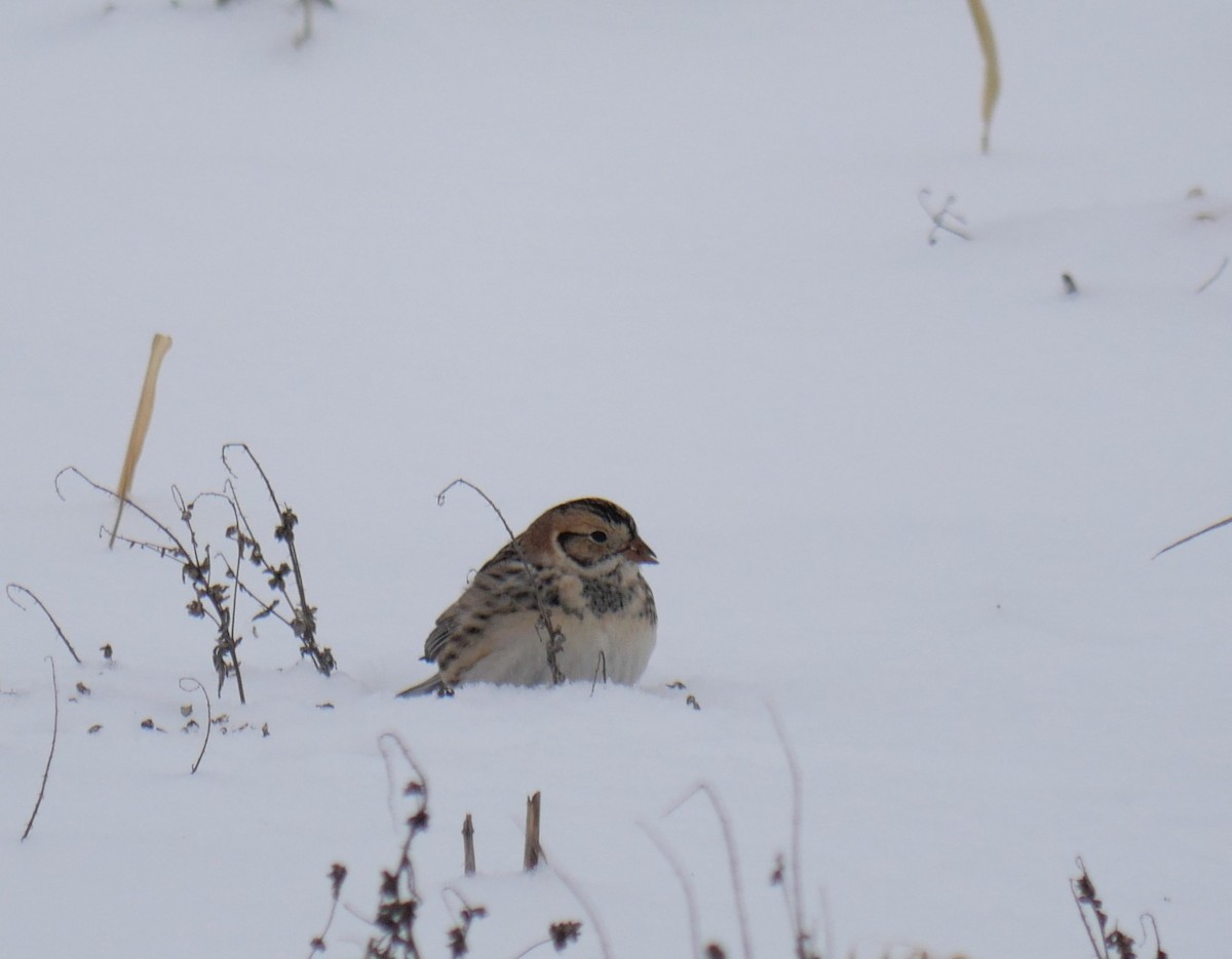 Lapland Longspur - ML646701933