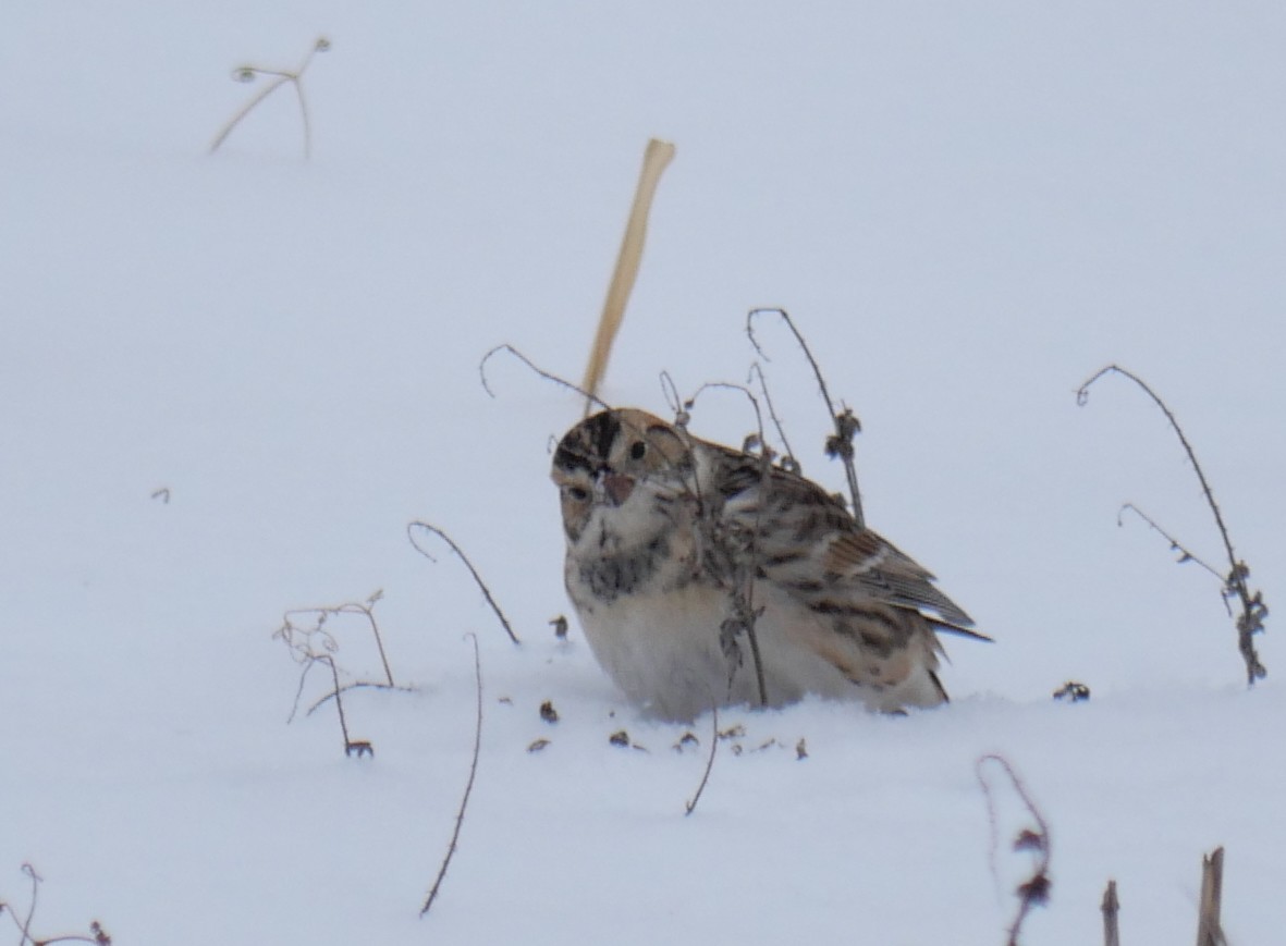 Lapland Longspur - ML646701934