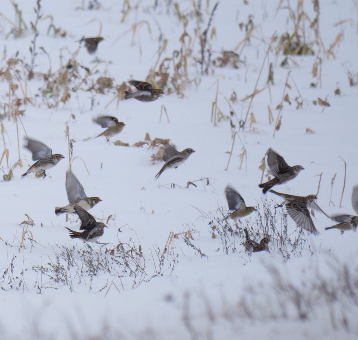 Lapland Longspur - ML646701935