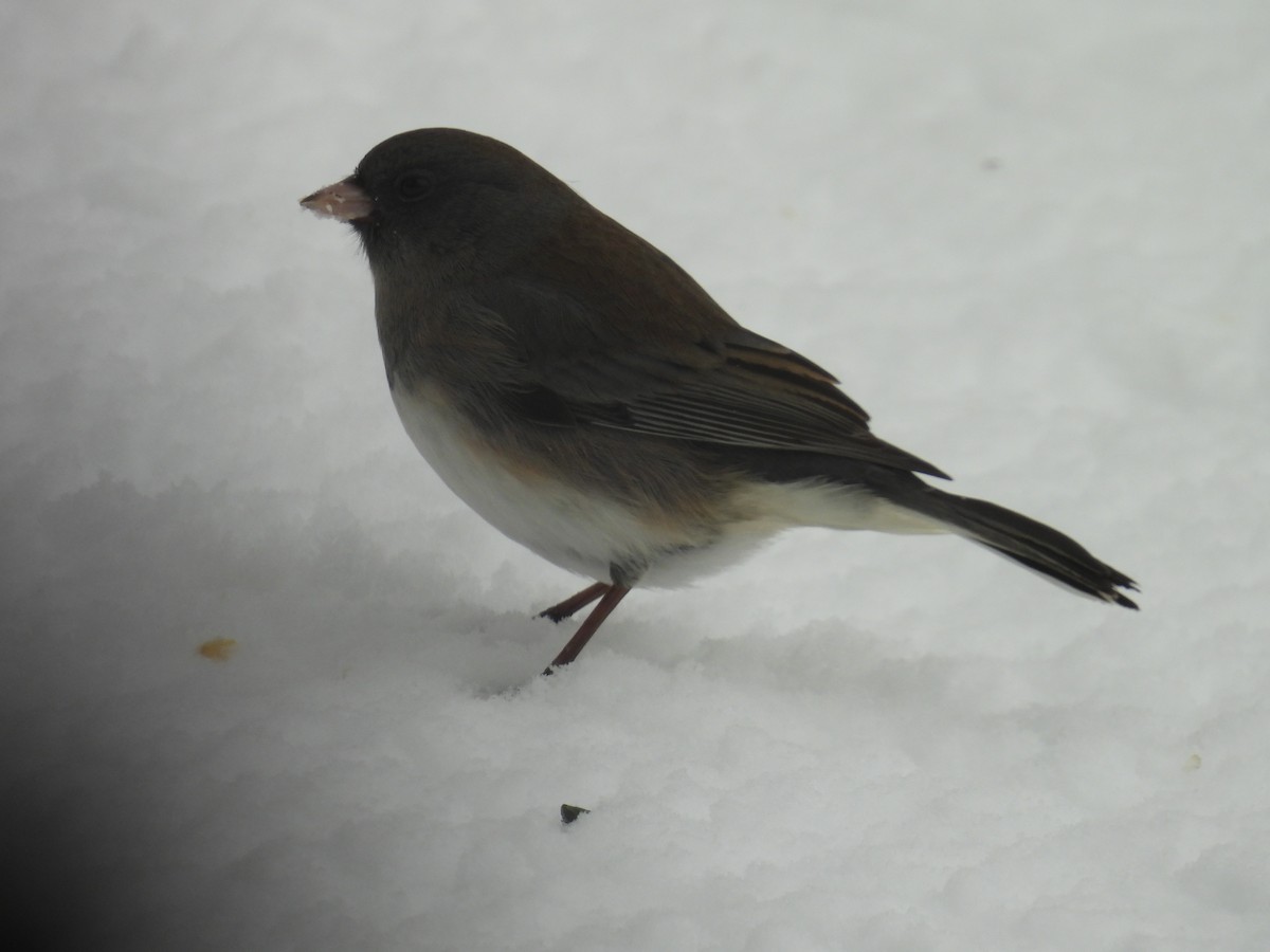 Dark-eyed Junco - ML646701936