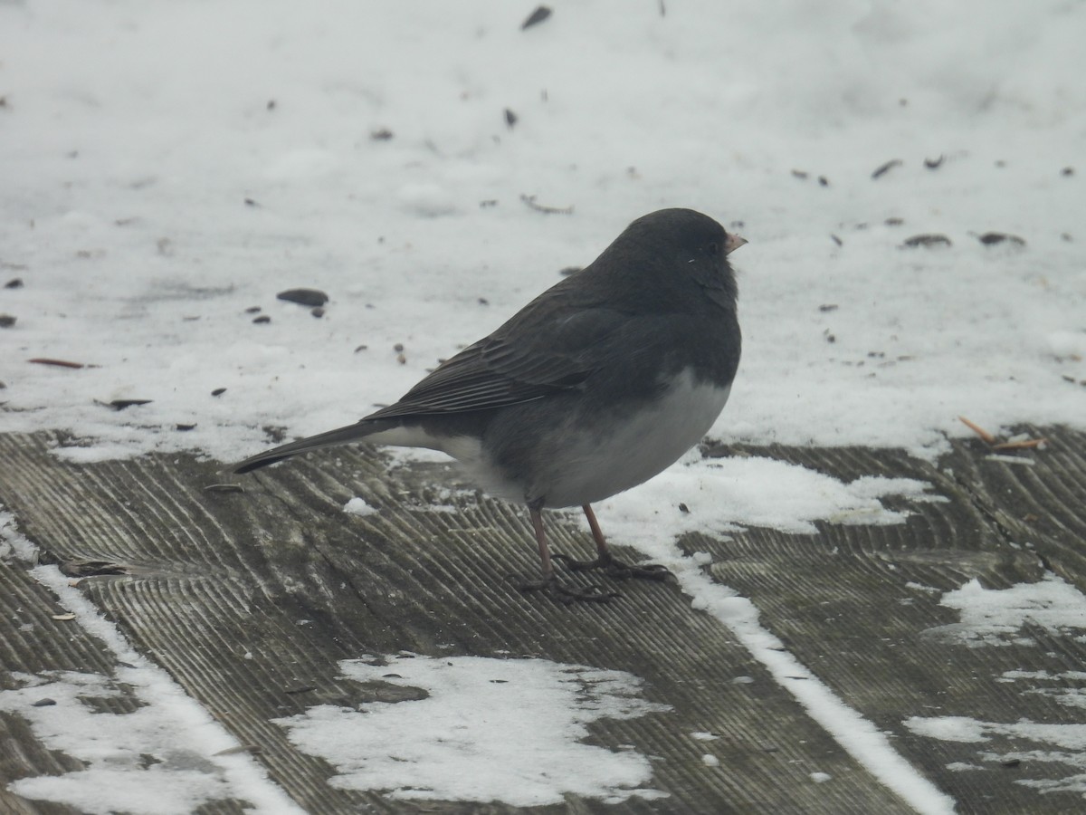 Dark-eyed Junco - ML646701937