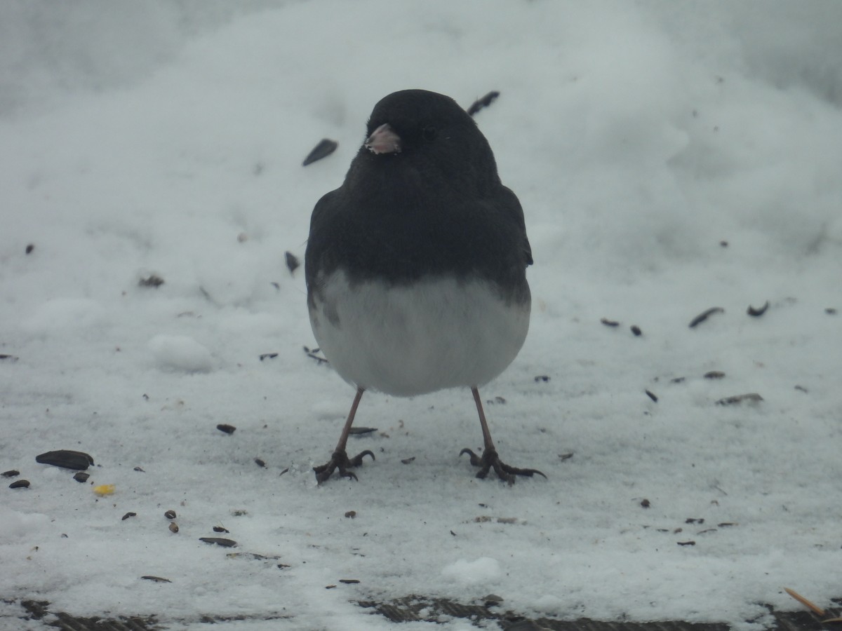 Dark-eyed Junco - ML646701938