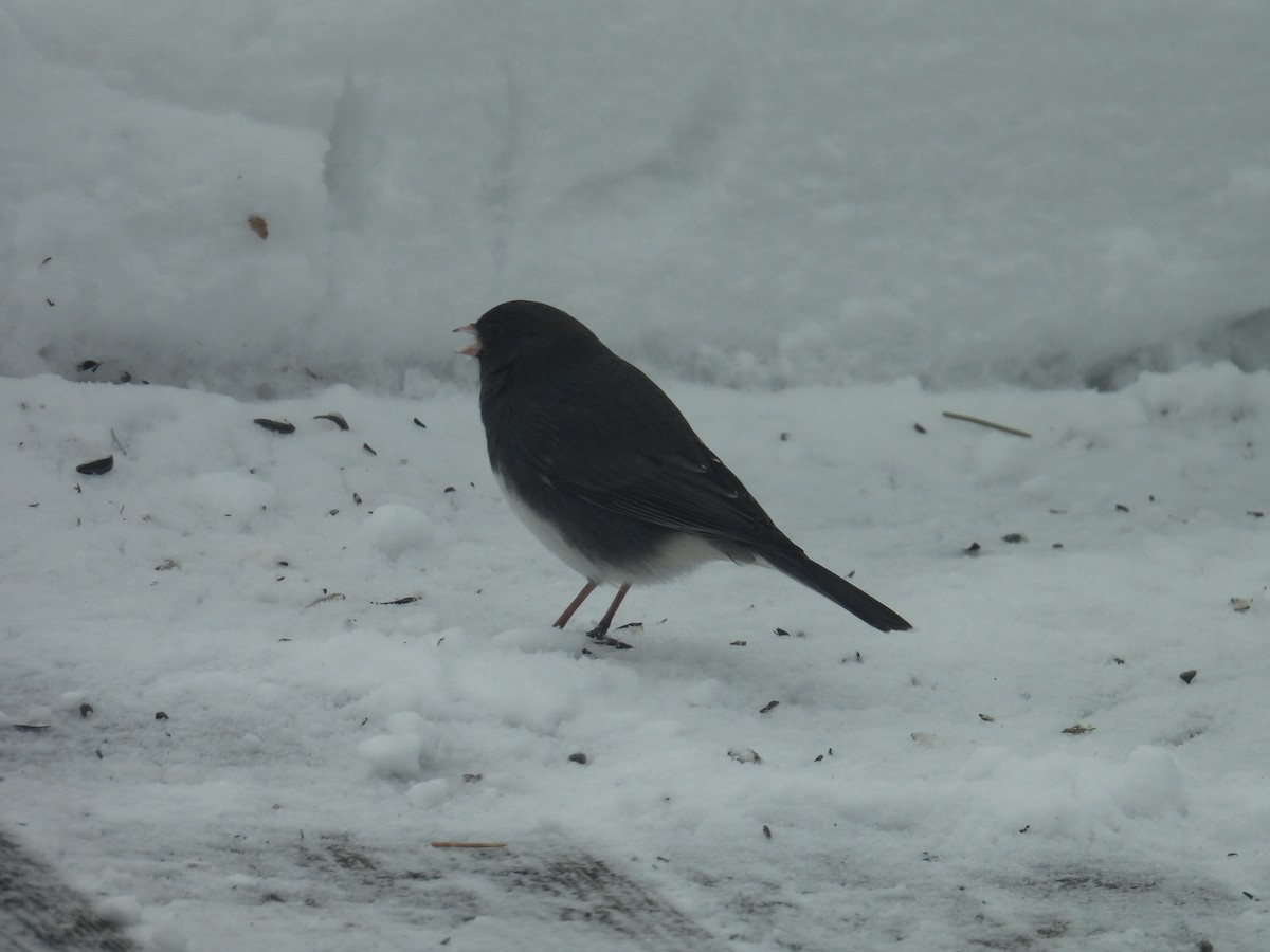 Dark-eyed Junco - ML646701939