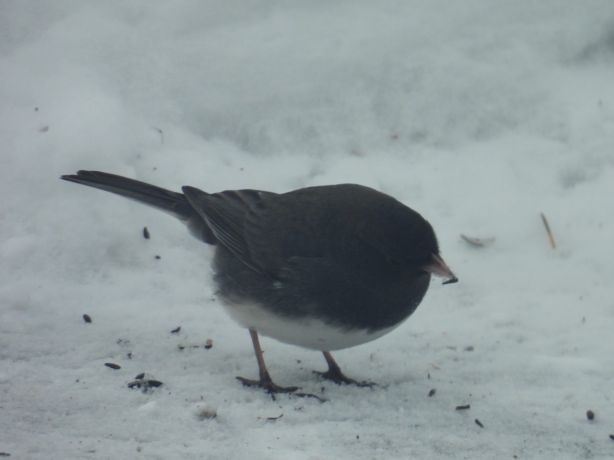 Dark-eyed Junco - ML646701940