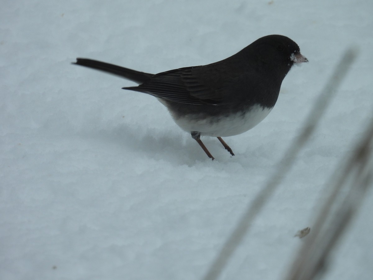 Dark-eyed Junco - ML646701941