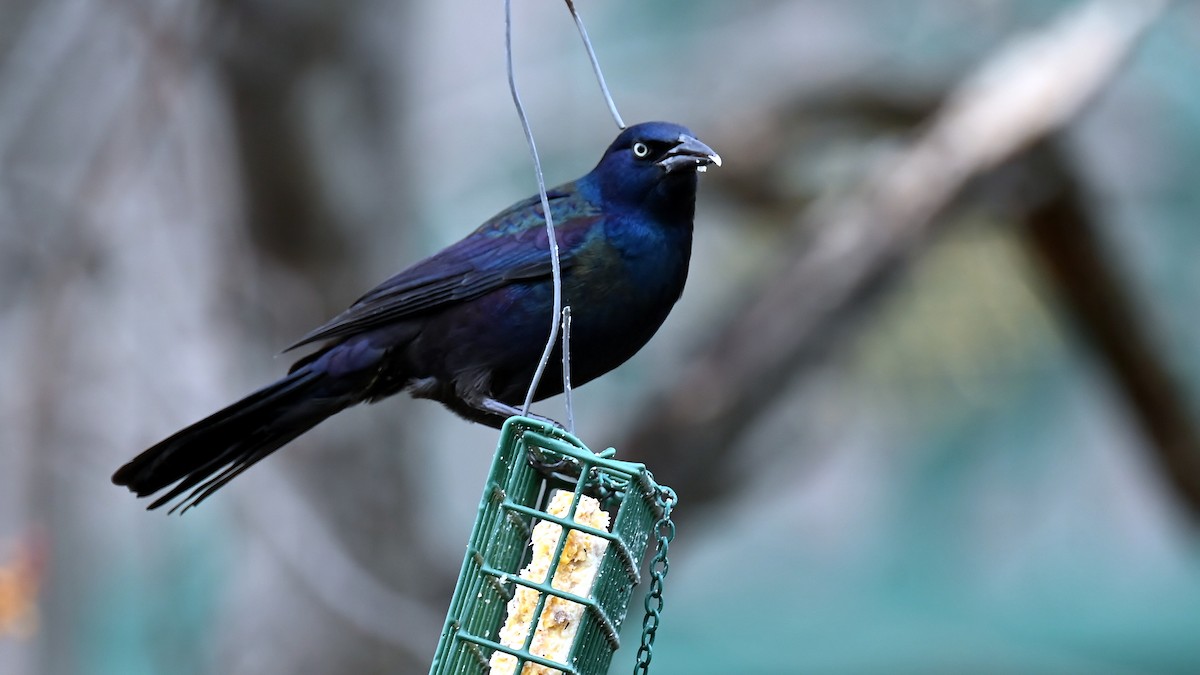 Common Grackle - ML646701942