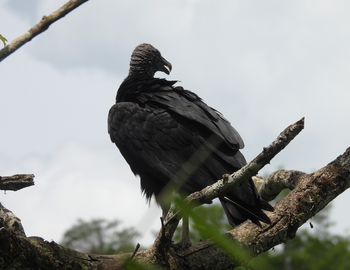 Rabengeier - ML646701943