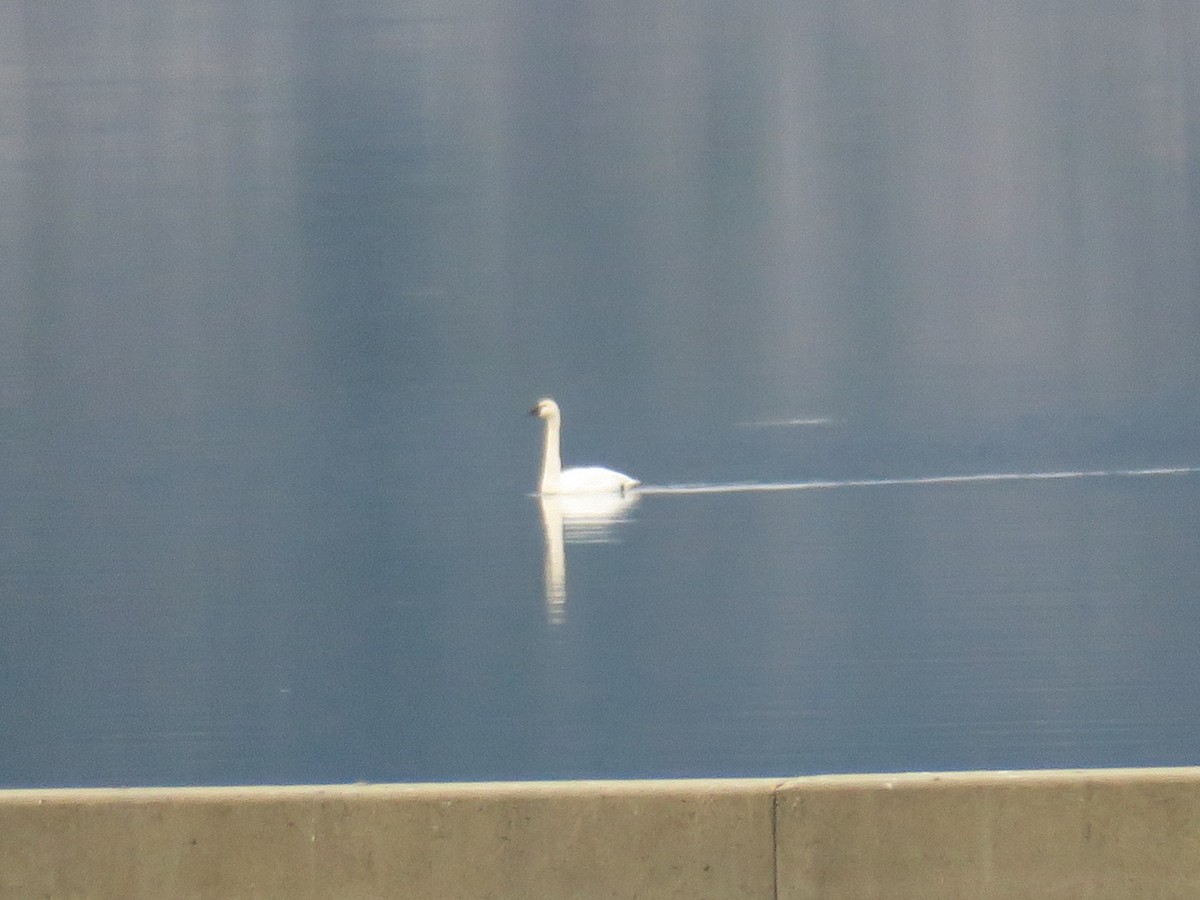 Trumpeter Swan - ML646701946