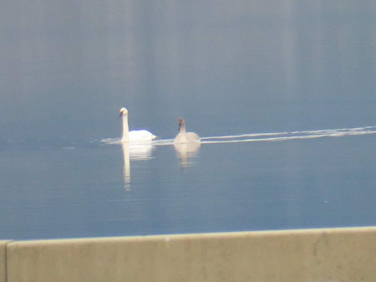 Trumpeter Swan - ML646701947