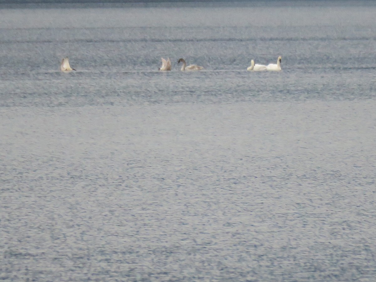 Trumpeter Swan - ML646701948