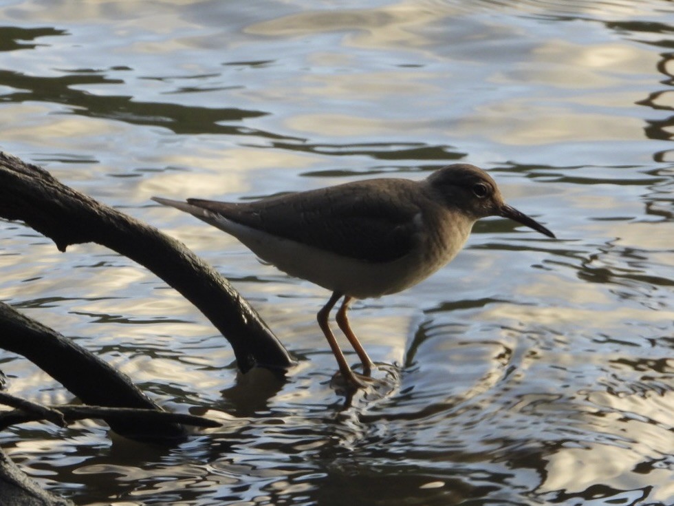 Chevalier grivelé - ML646701950