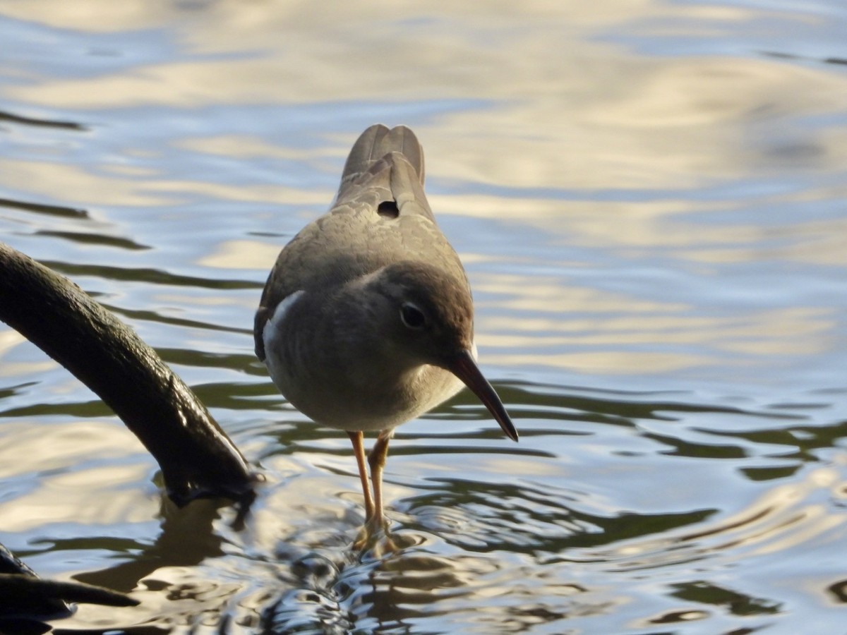 Chevalier grivelé - ML646701951