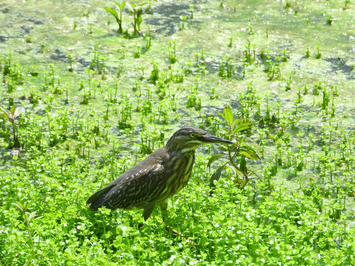 Striated Heron - ML646701952