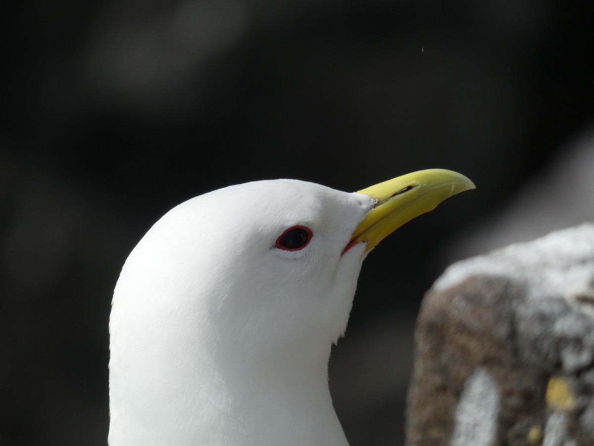 Black-legged Kittiwake - ML646701953