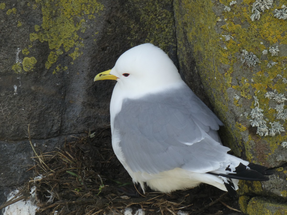 Black-legged Kittiwake - ML646701954