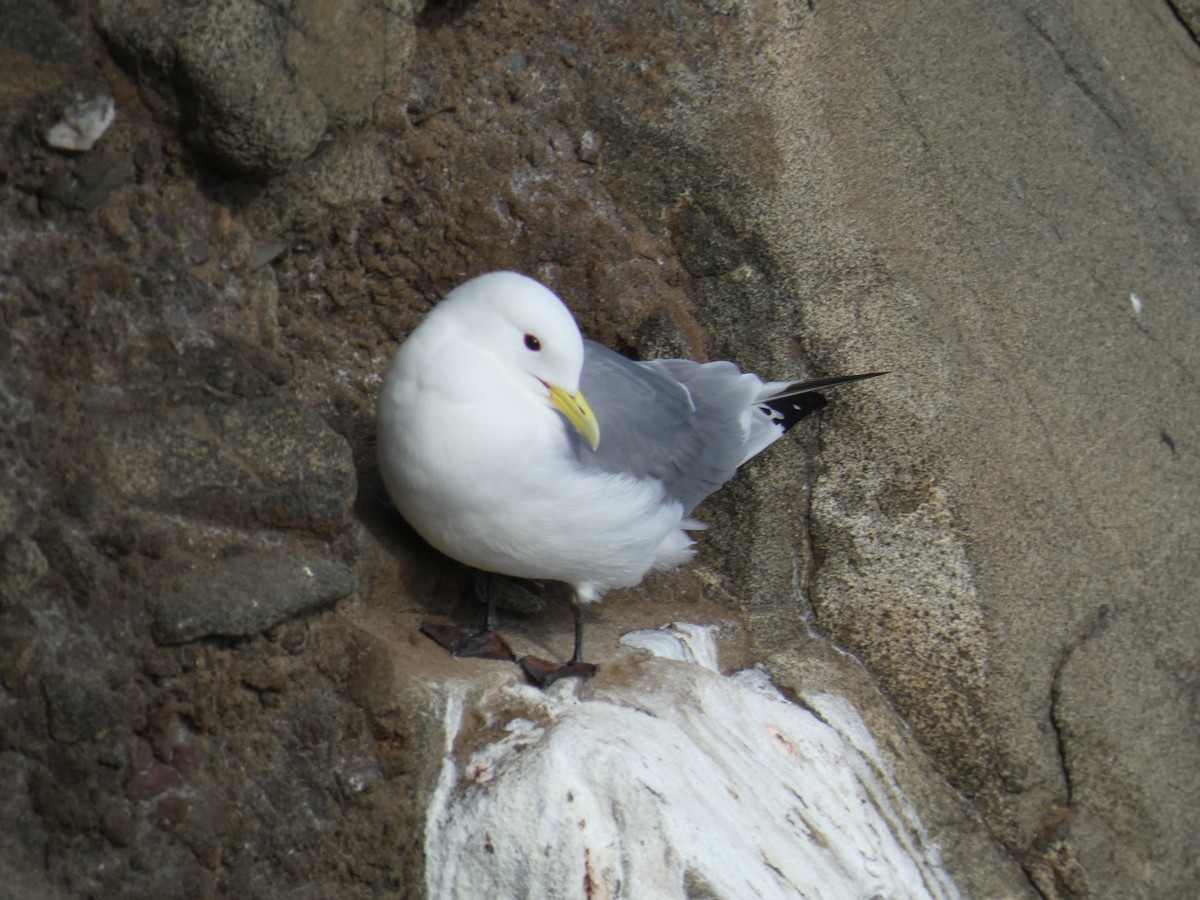 Black-legged Kittiwake - ML646701955