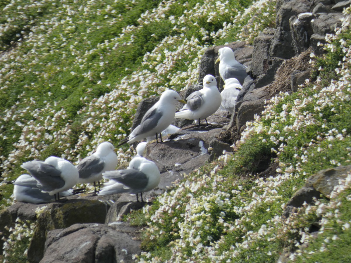 Black-legged Kittiwake - ML646701956