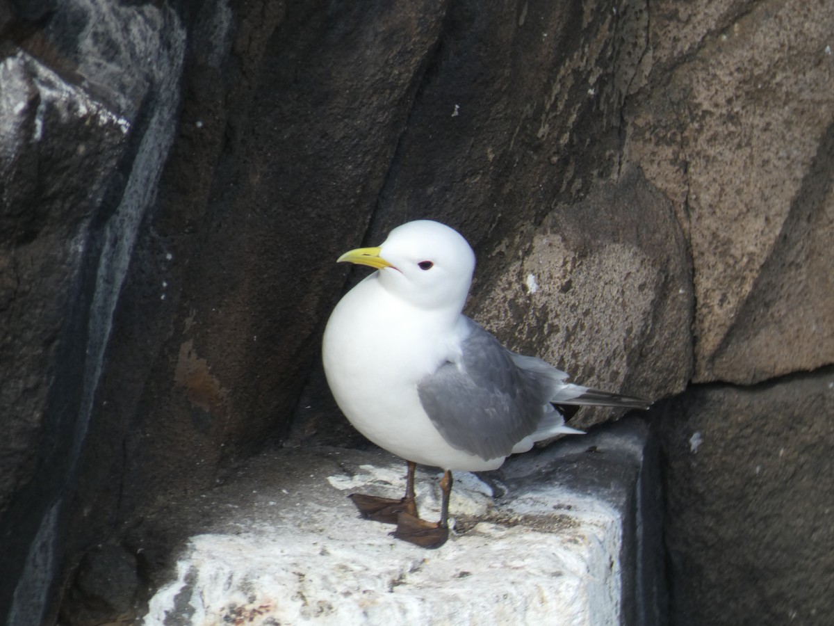 Antxeta hankabeltza - ML646701957