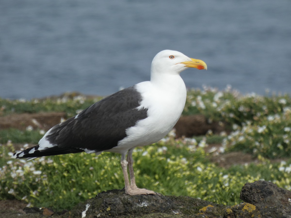 Great Black-backed Gull - ML646701962