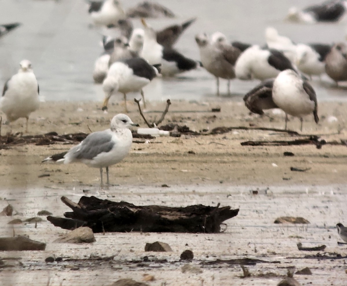 Common Gull - ML646701963
