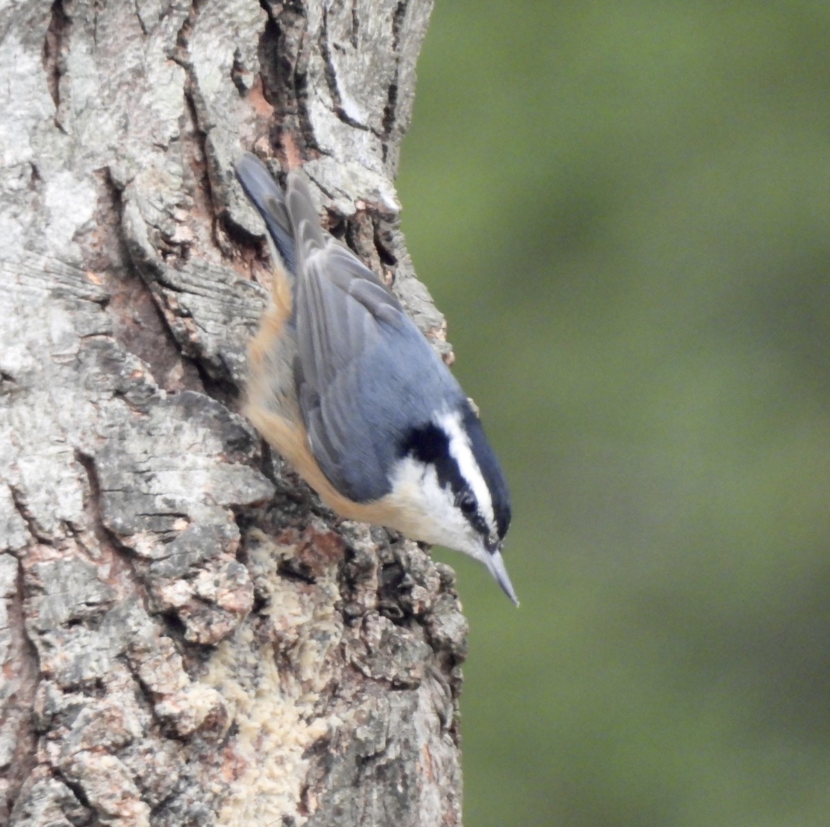 Red-breasted Nuthatch - ML646701964