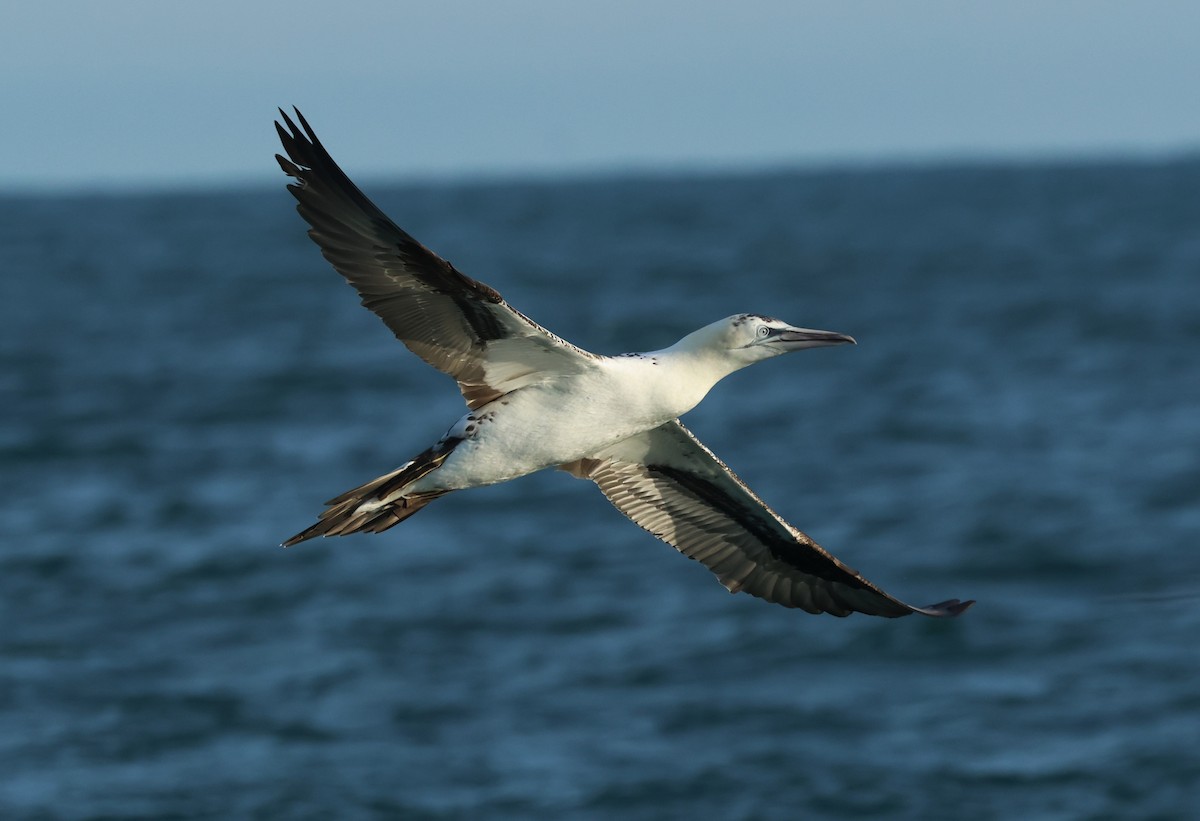 Northern Gannet - ML646701968