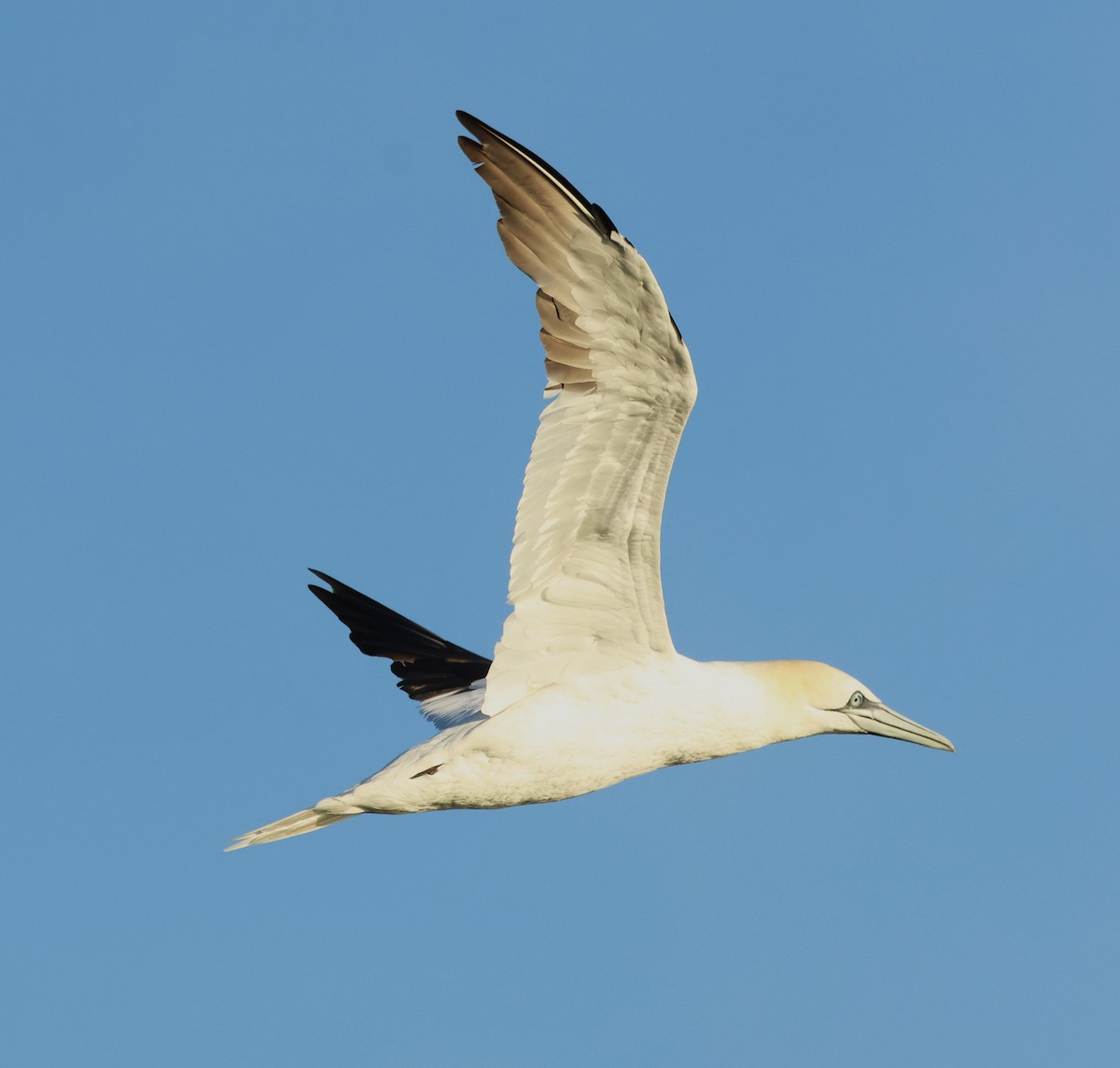 Northern Gannet - ML646701969