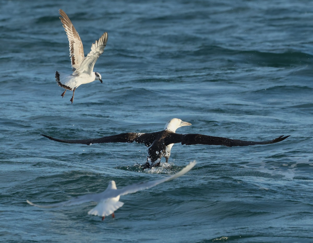 Northern Gannet - ML646701970