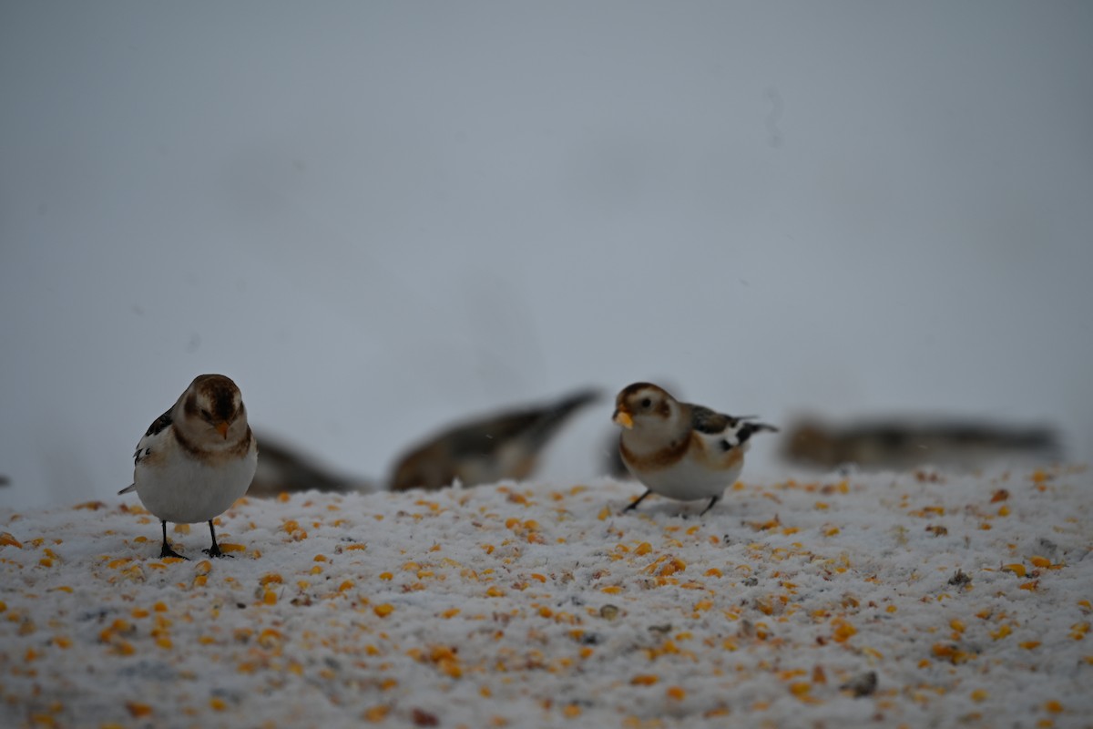 Snow Bunting - ML646701972