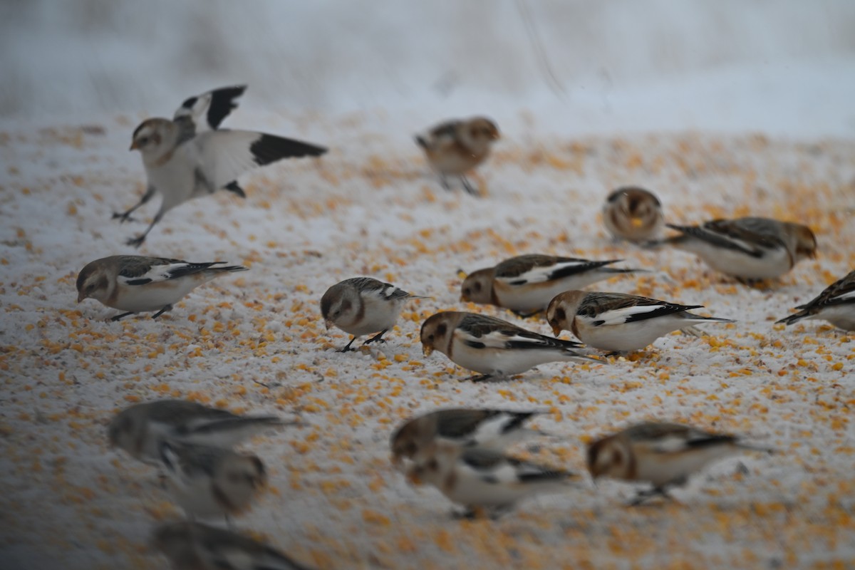 Snow Bunting - ML646701973