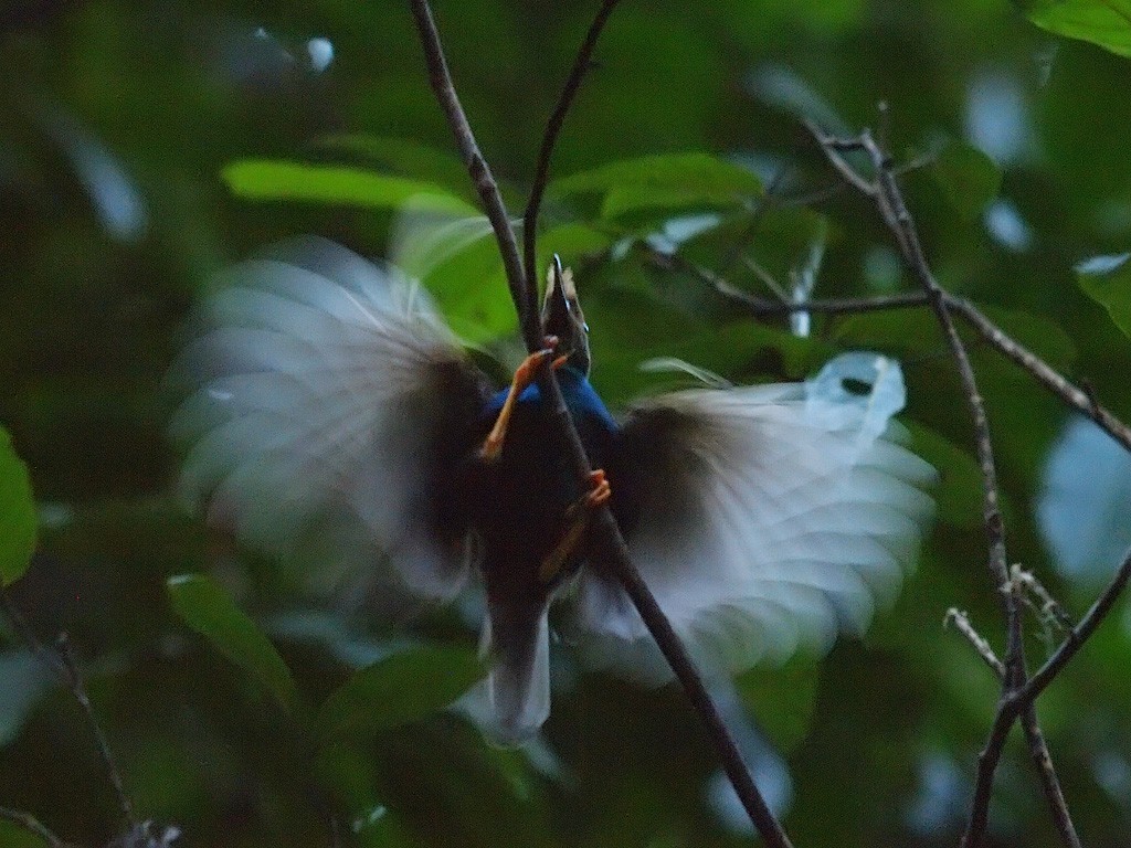 Standardwing Bird-of-Paradise - ML646701978