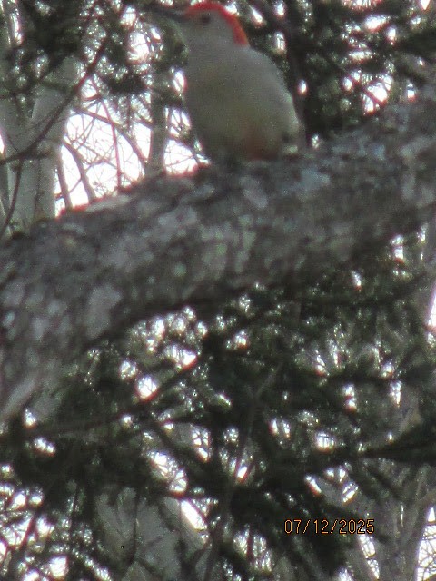 Red-bellied Woodpecker - ML646701981
